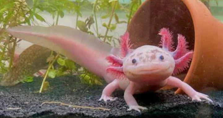 Cute:dyf8c8wezxm= Axolotl Nature’s Adorable Amphibians Unveiled