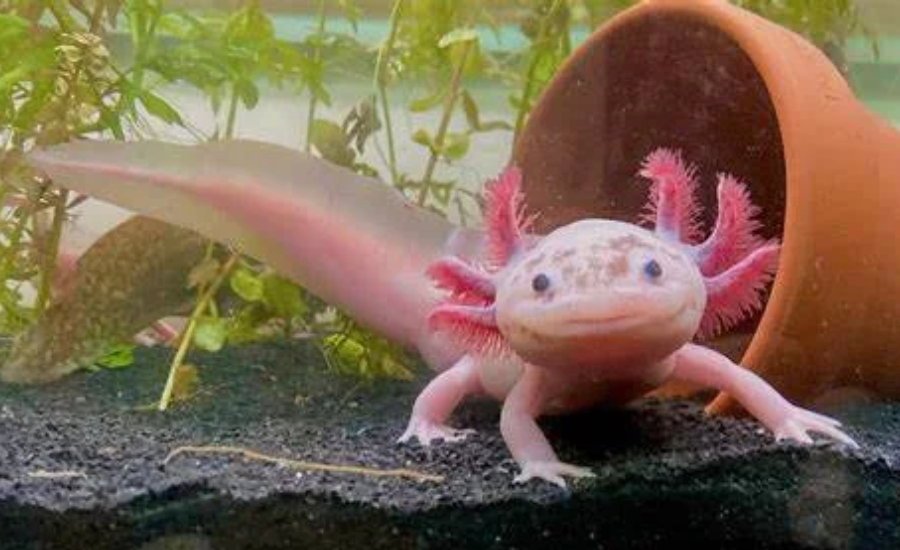 cute:dyf8c8wezxm= axolotl