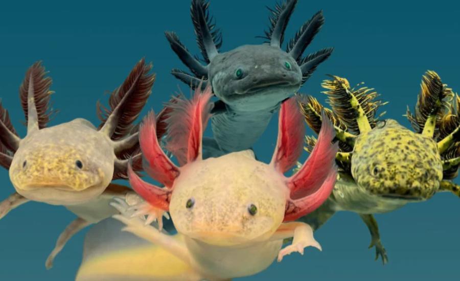 cute:dyf8c8wezxm= axolotl