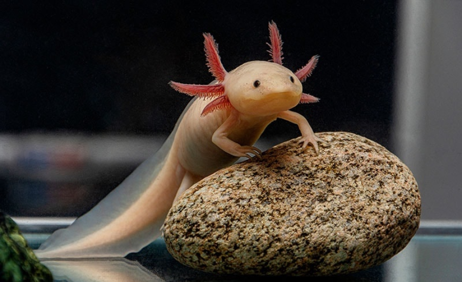 cute:dyf8c8wezxm= axolotl